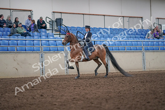 2019 Morgan Horse Show - Aug 31, 2019 - 19914