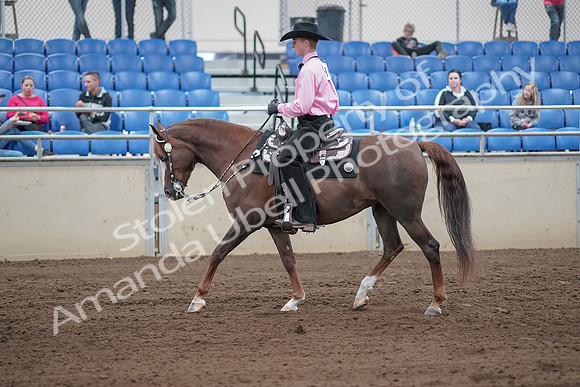 2019 Morgan Horse Show - Sept 01, 2019 - 06834