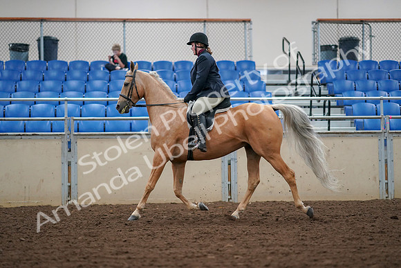 2019 Morgan Horse Show - Aug 30, 2019 - 16242