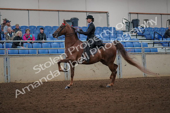 2019 Morgan Horse Show - Aug 30, 2019 - 25126
