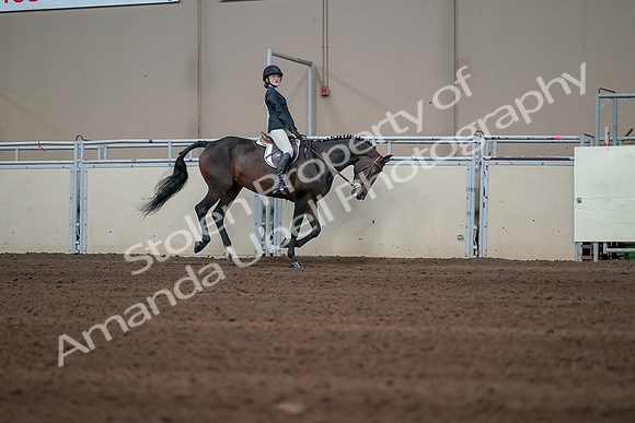 2019 Morgan Horse Show - Sept 01, 2019 - 03901