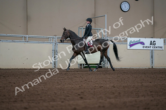2019 Morgan Horse Show - Sept 01, 2019 - 03973