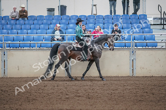 2019 Morgan Horse Show - Sept 01, 2019 - 07126