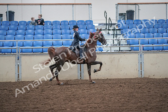 2019 Morgan Horse Show - Aug 30, 2019 - 18161