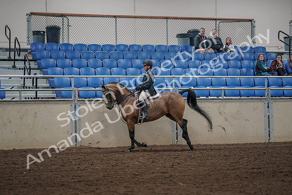 2019 Morgan Horse Show - Aug 31, 2019 - 05149