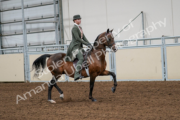 2020 - AB Morgan Horse - Fri, Sept 04 - 03359