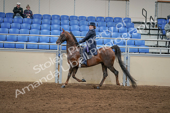 2020 - AB Morgan Horse - Fri, Sept 04 - 08013