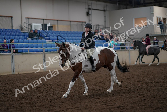 2019 Morgan Horse Show - Aug 30, 2019 - 31284