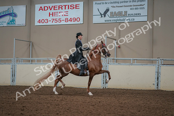 2019 Morgan Horse Show - Aug 30, 2019 - 25275