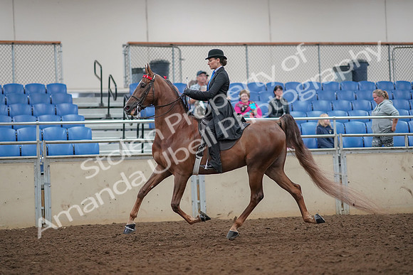 2019 Morgan Horse Show - Aug 30, 2019 - 25051