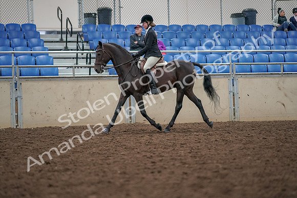 2019 Morgan Horse Show - Aug 30, 2019 - 20330