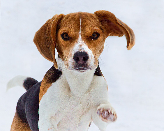 Dogs and Cats - 036