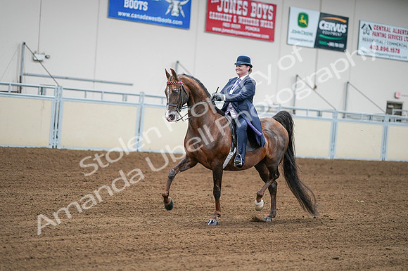 2020 - AB Morgan Horse - Fri, Sept 04 - 08206