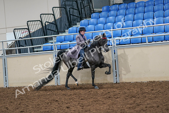 2020 - AB Morgan Horse - Sat, Sept 05 - 13972