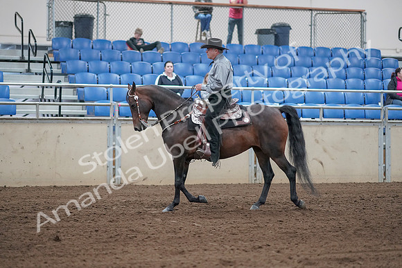 2019 Morgan Horse Show - Sept 01, 2019 - 06791