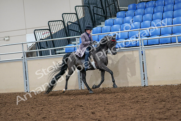 2020 - AB Morgan Horse - Sat, Sept 05 - 13968