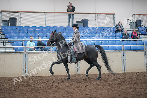 2019 Morgan Horse Show - Aug 31, 2019 - 08506