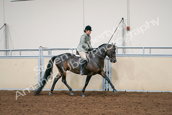 2020 - AB Morgan Horse - Sat, Sept 05 - 14501
