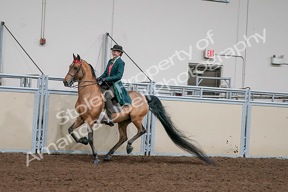 2020 - AB Morgan Horse - Sat, Sept 05 - 13789