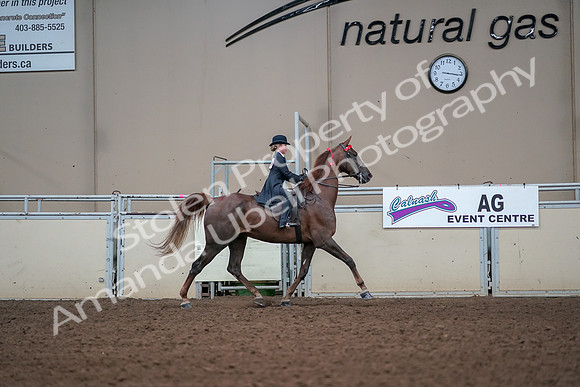 2019 Morgan Horse Show - Aug 30, 2019 - 17983