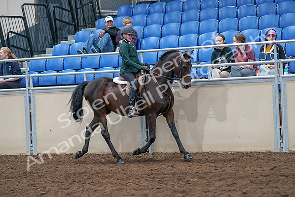 2020 - AB Morgan Horse - Sat, Sept 05 - 05149