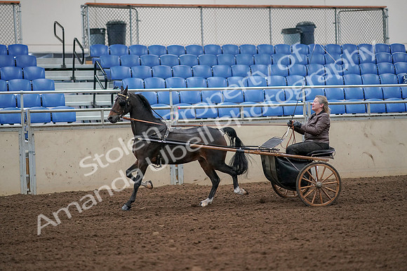 2019 Morgan Horse Show - Aug 30, 2019 - 13101