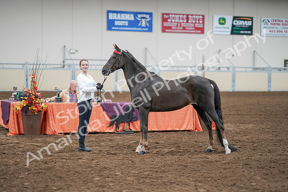 2020 - AB Morgan Horse - Sat, Sept 05 - 00656