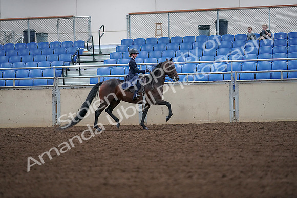 2019 Morgan Horse Show - Aug 30, 2019 - 18038