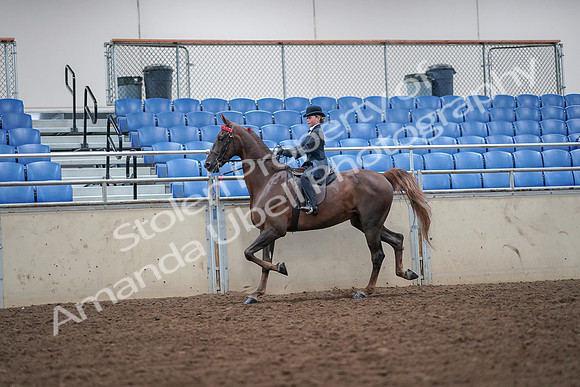 2019 Morgan Horse Show - Aug 30, 2019 - 17827