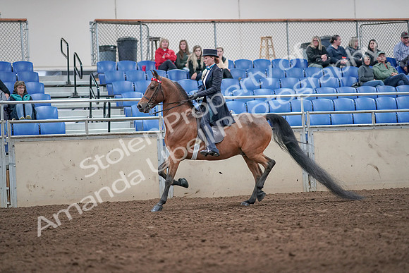 2019 Morgan Horse Show - Aug 31, 2019 - 19916