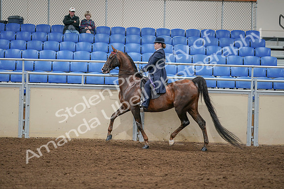 2020 - AB Morgan Horse - Fri, Sept 04 - 08018