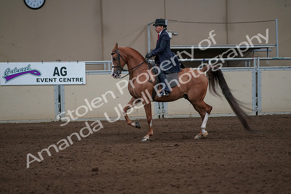 2019 Morgan Horse Show - Sept 01, 2019 - 11917