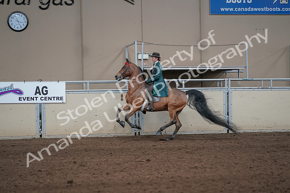 2019 Morgan Horse Show - Sept 01, 2019 - 13246