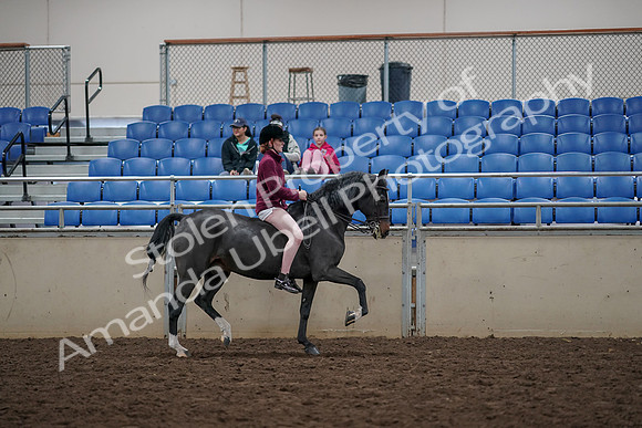 2019 Morgan Horse Show - Aug 30, 2019 - 31367