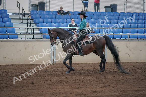 2019 Morgan Horse Show - Sept 01, 2019 - 06806