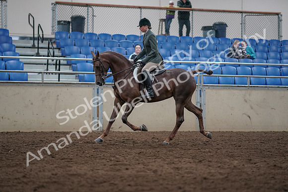 2019 Morgan Horse Show - Sept 01, 2019 - 08551