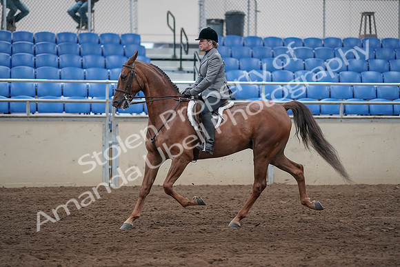 2019 Morgan Horse Show - Sept 01, 2019 - 12244