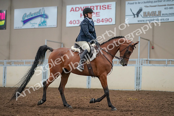2019 Morgan Horse Show - Aug 30, 2019 - 22603