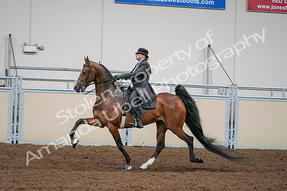 2020 - AB Morgan Horse - Sat, Sept 05 - 13010