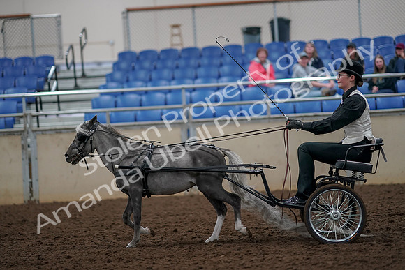 2019 Morgan Horse Show - Aug 30, 2019 - 13296