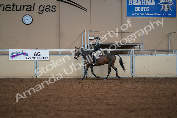 2019 Morgan Horse Show - Aug 30, 2019 - 23230