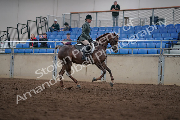 2019 Morgan Horse Show - Sept 01, 2019 - 08834