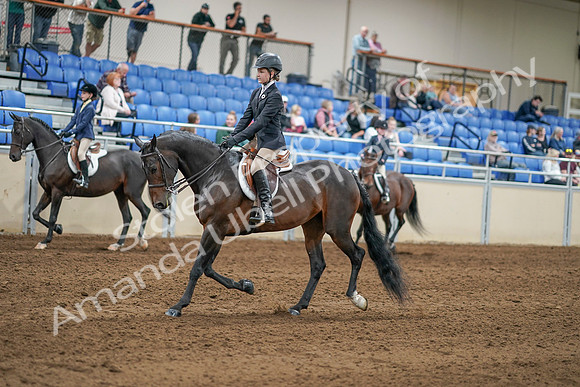 2020 - AB Morgan Horse - Sat, Sept 05 - 10602