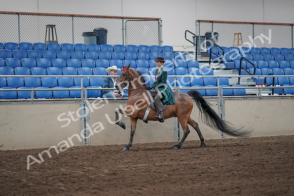 2019 Morgan Horse Show - Sept 01, 2019 - 13264