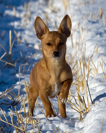 Dogs and Cats - 033