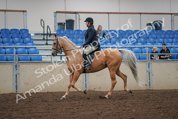 2019 Morgan Horse Show - Aug 30, 2019 - 16073