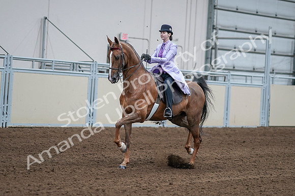2020 - AB Morgan Horse - Fri, Sept 04 - 05010