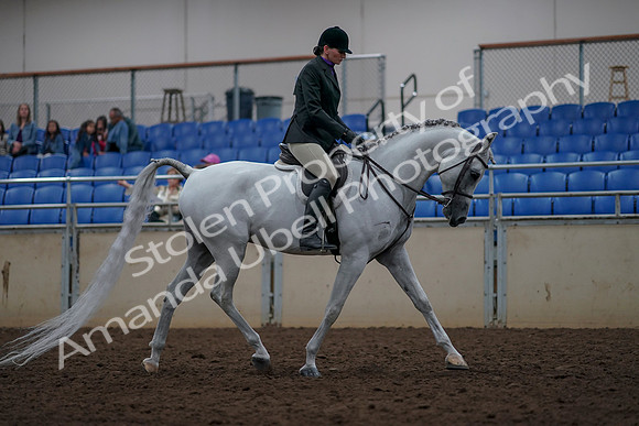 2019 Morgan Horse Show - Aug 31, 2019 - 16150