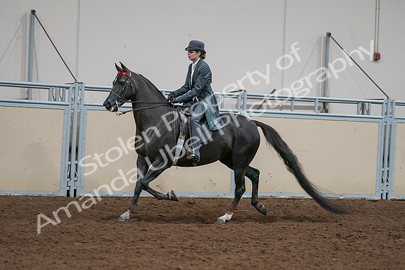 2020 - AB Morgan Horse - Sat, Sept 05 - 13644