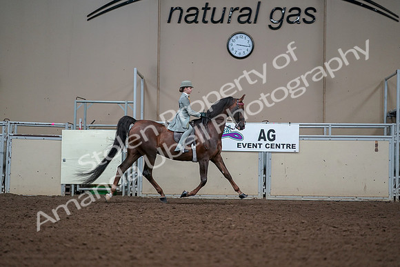 2019 Morgan Horse Show - Aug 30, 2019 - 17947